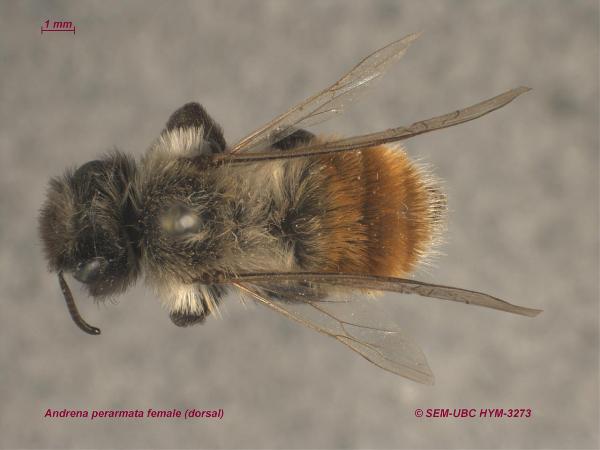 Photo of Andrena perarmata by Spencer Entomological Museum